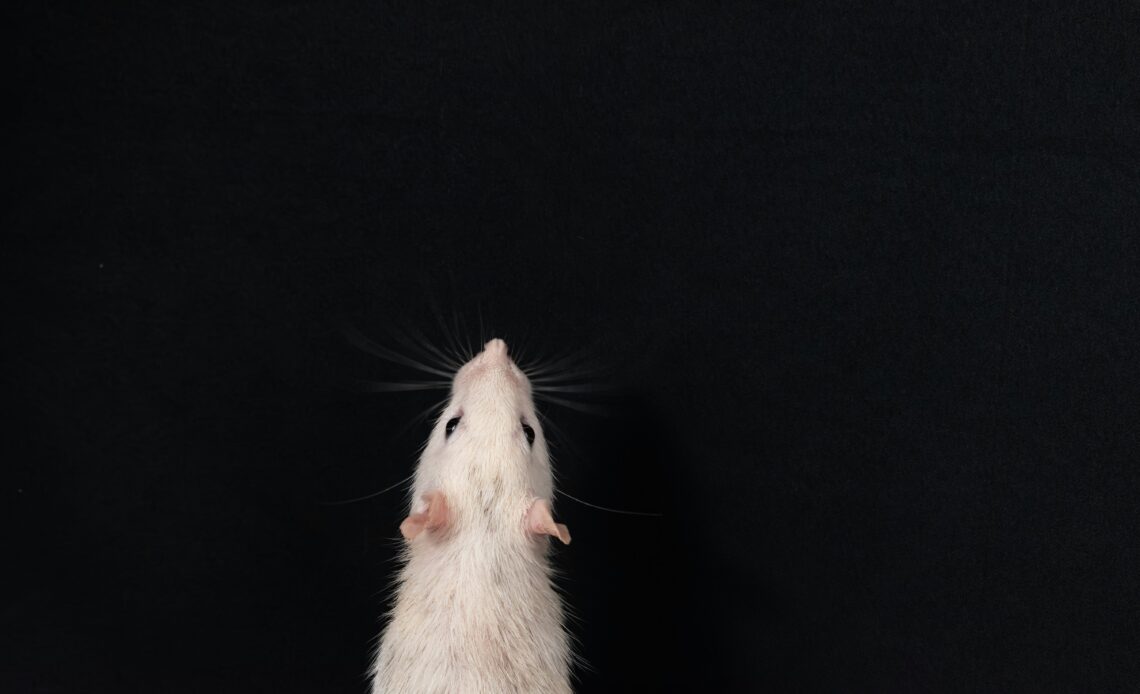 Dératisation dans les Yvelines (78) – 3D Chrono, expert anti-nuisibles en Île-de-France